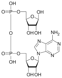 Tratamiento del cancer de mama con inhibidores de la polimerasa de poli (ADP-ribosa)