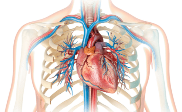 ¿Qué es la arteritis de Takayasu?