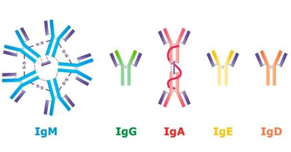 ¿Qué es la deficiencia específica de anticuerpos?