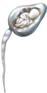 Primeras teorías del desarrollo embrionario