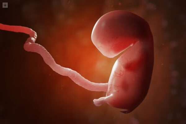 Concepto de embriología