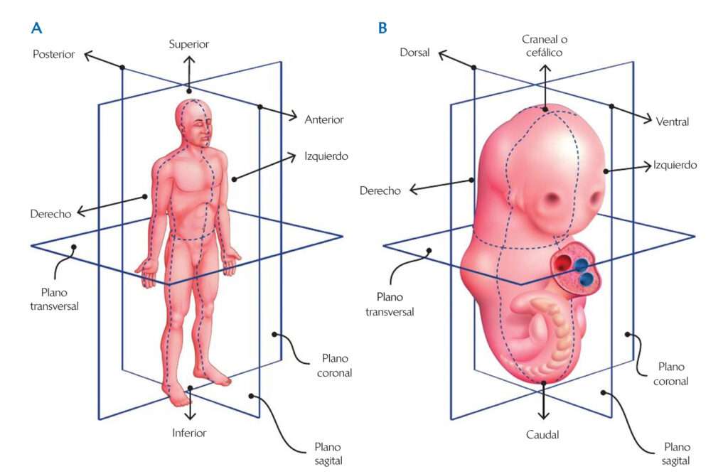 Terminología anatómica en embriología