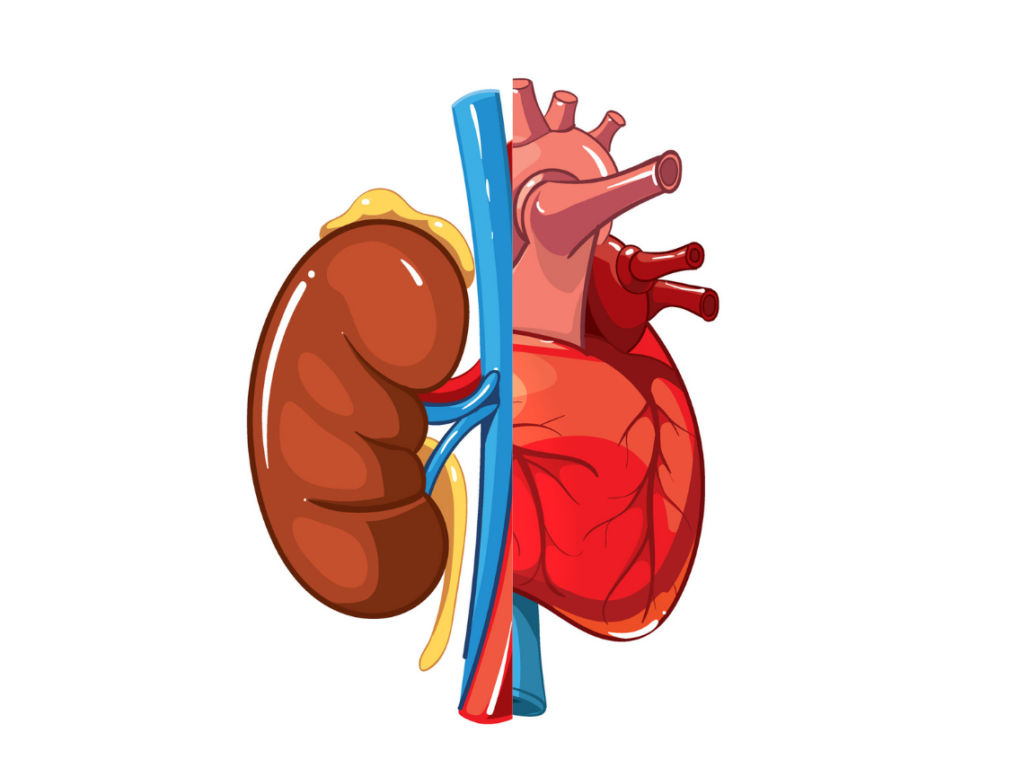 Complicaciones cardiovasculares de la enfermedad renal crónica