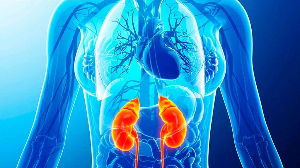 Enfermedades multisistémicas con compromiso renal variable.