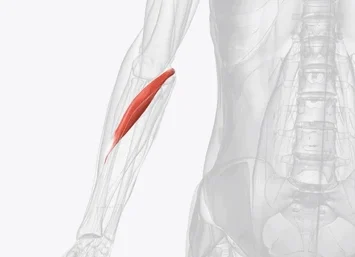 Síndrome del pronador redondo