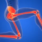 ¿Cómo se organiza anatómicamente el miembro inferior?