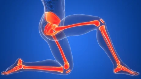 ¿Cómo se organiza anatómicamente el miembro inferior?