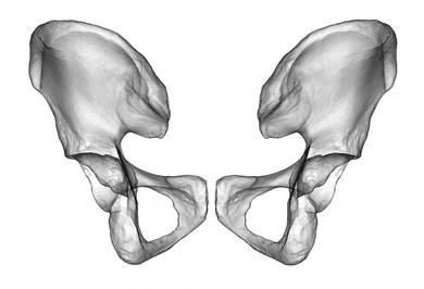 Anatomía del Hueso coxal