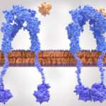 Hipoglucemia debido a anticuerpos contra el receptor de insulina