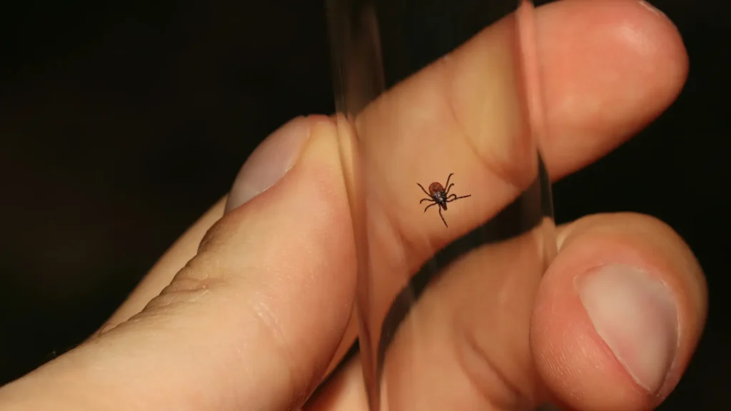 Encefalitis transmitida por garrapatas