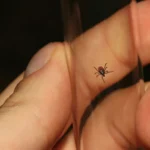 Encefalitis transmitida por garrapatas