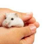 Coriomeningitis Linfocítica