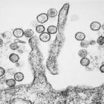 Hantavirus