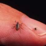 Fiebre por garrapata de Colorado