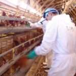 Gripe aviar o Influenza aviar