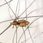 Tifus epidémico (transmitido por piojos)