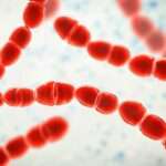 Infecciones por Streptococo del Grupo A