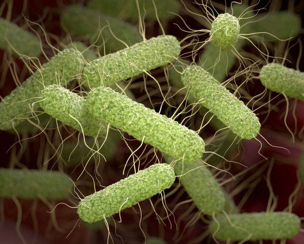 Fiebre tifoidea (fiebre entérica)