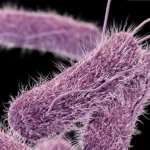 Salmonelosis gastroenterítica