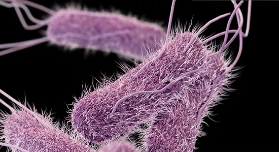 Salmonelosis gastroenterítica