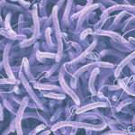 Infecciones causadas por otras especies de Vibrio