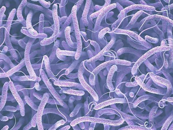 Infecciones causadas por otras especies de Vibrio