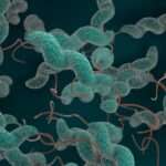 Infecciones causadas por especies de Campylobacter
