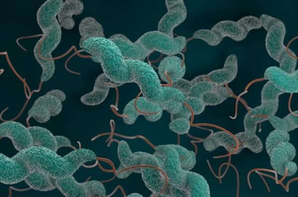 Infecciones causadas por especies de Campylobacter