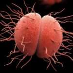 Infecciones gonocócicas