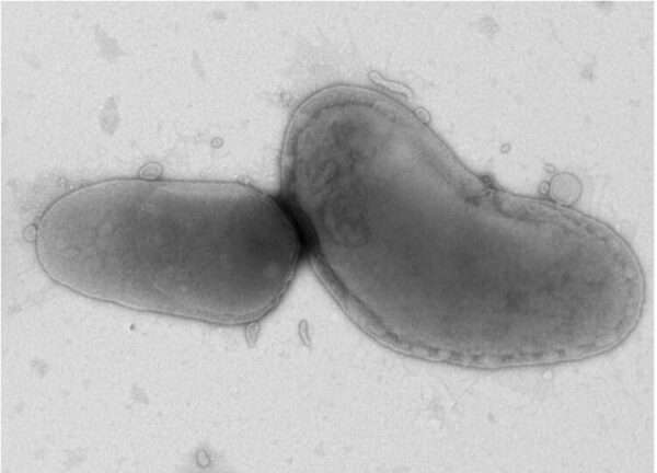Especies de Bartonella