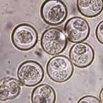 COCCIDIOSIS (Criptosporidiosis, Isosporiasis, Ciclospora, Sarcocistosis) & MICROSPORIDIOSIS