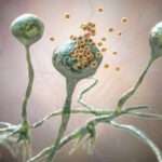 Infecciones por mohos oportunistas menos comunes