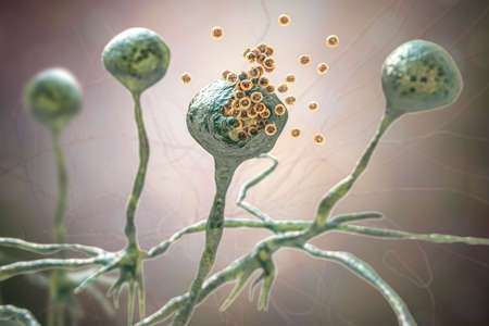 Infecciones por mohos oportunistas menos comunes