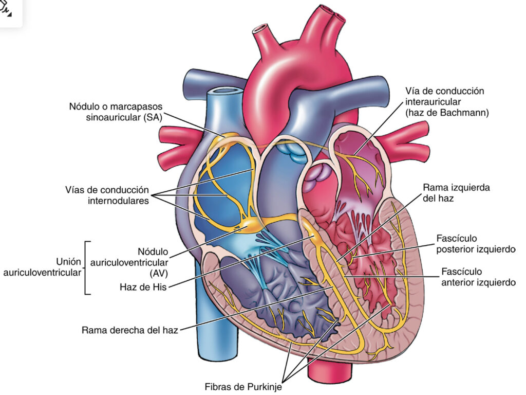 sistema de conducción eléctrica del corazón