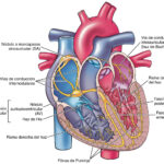 sistema de conducción eléctrica del corazón