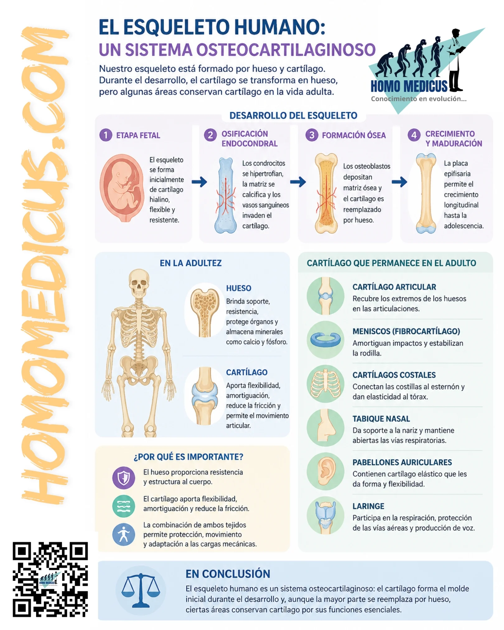 ESQUELETO HUMANO. SISTEMA OSTEOCARTILAGINOSO