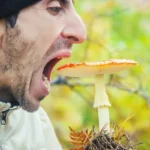 Intoxicación por hongos