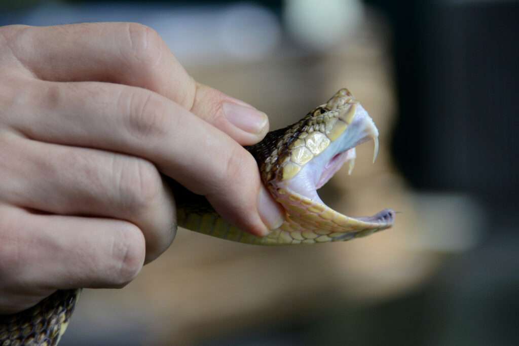 Mordidas de serpiente