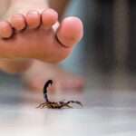 Picaduras de araña y de escorpión