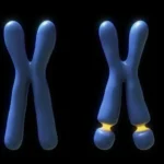 Síndrome del X Frágil