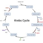 Ciclo del ácido cítrico