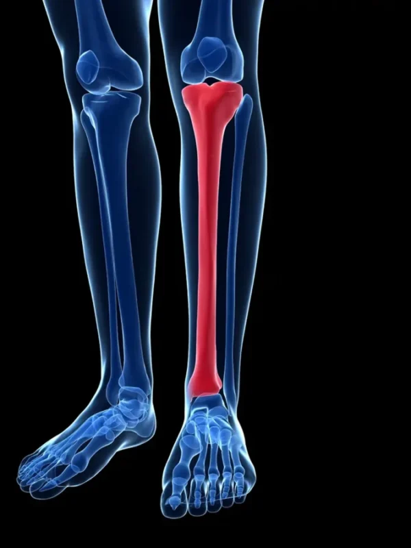 Anatomía de la tibia