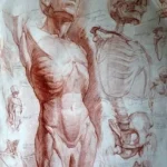 Generalidades de la anatomía humana