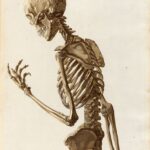 Generalidades del esqueleto