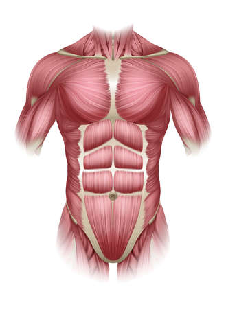Generalidades de los músculos 