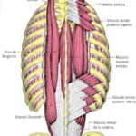Músculos propios del dorso