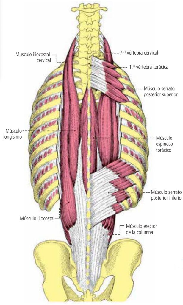 Músculos propios del dorso