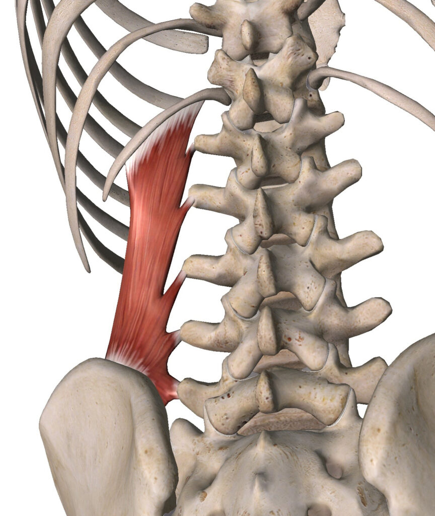 Músculos profundos de la espalda