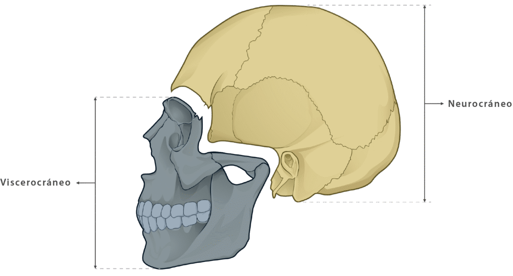 Esqueleto del cráneo y de la cara