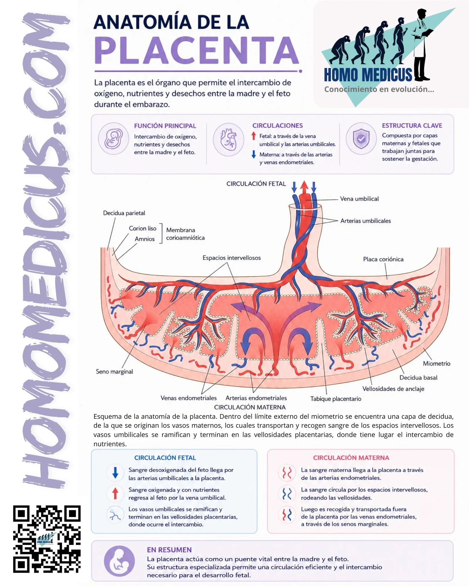ANATOMÍA DE LA PLACENTA ANATOMÍA DE LA PLACENTA